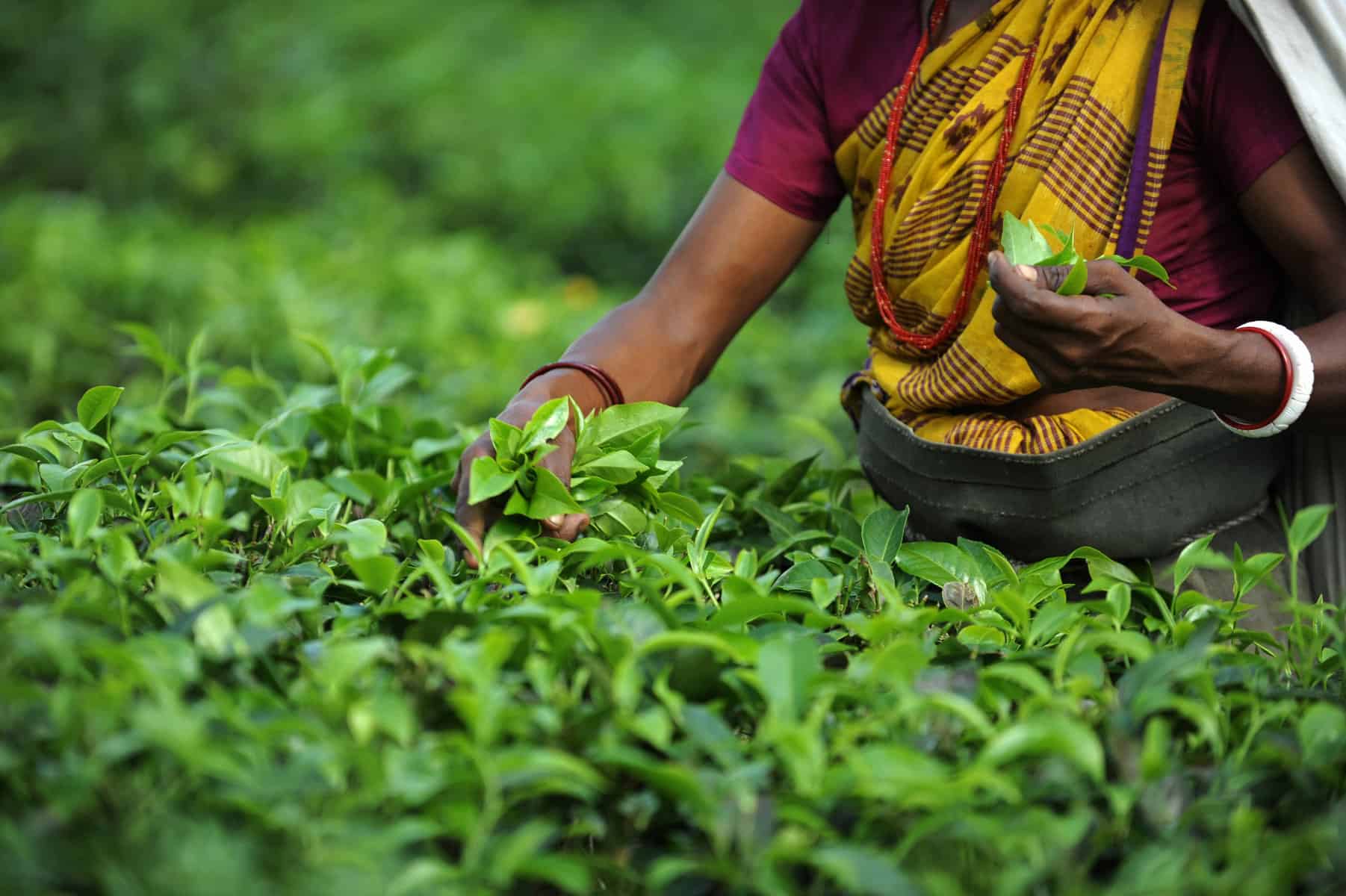 1342688249_Darjeeling-tea