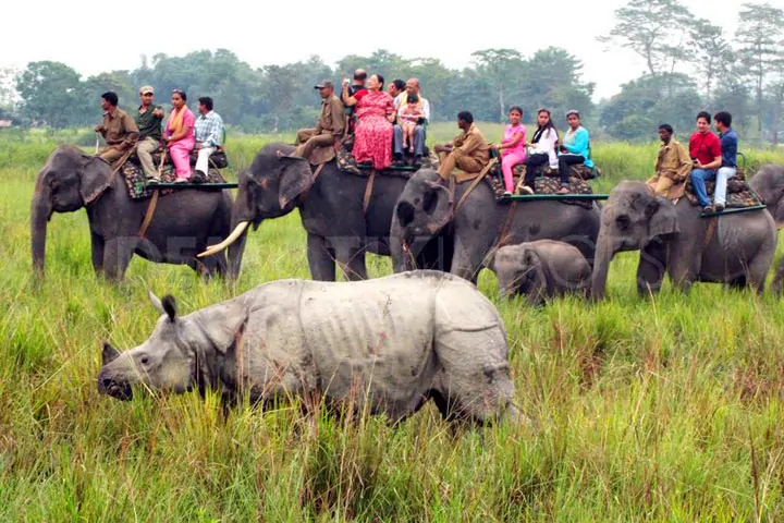 15669973937317Kaziranga-Elephant-Ride