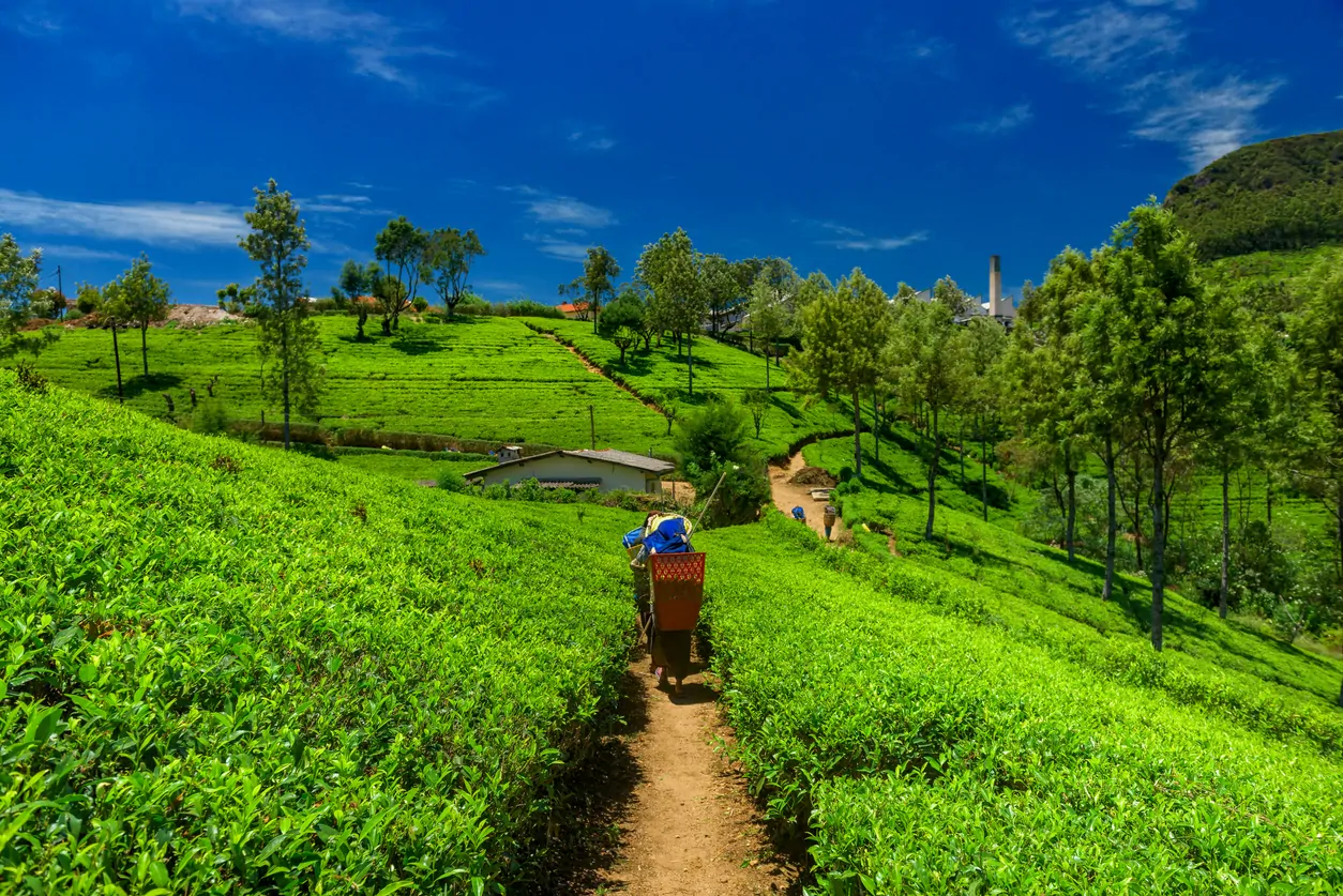 Tea plantations and factory
