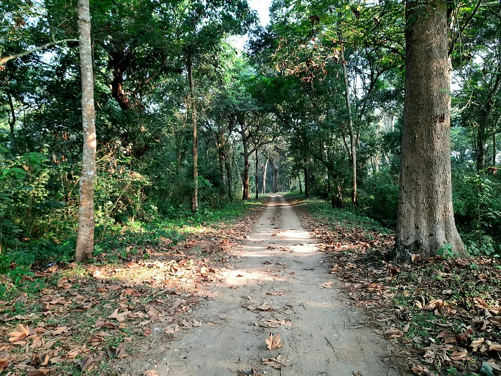 Gorumara_forest,_Dooars,_North_Bengal,_India